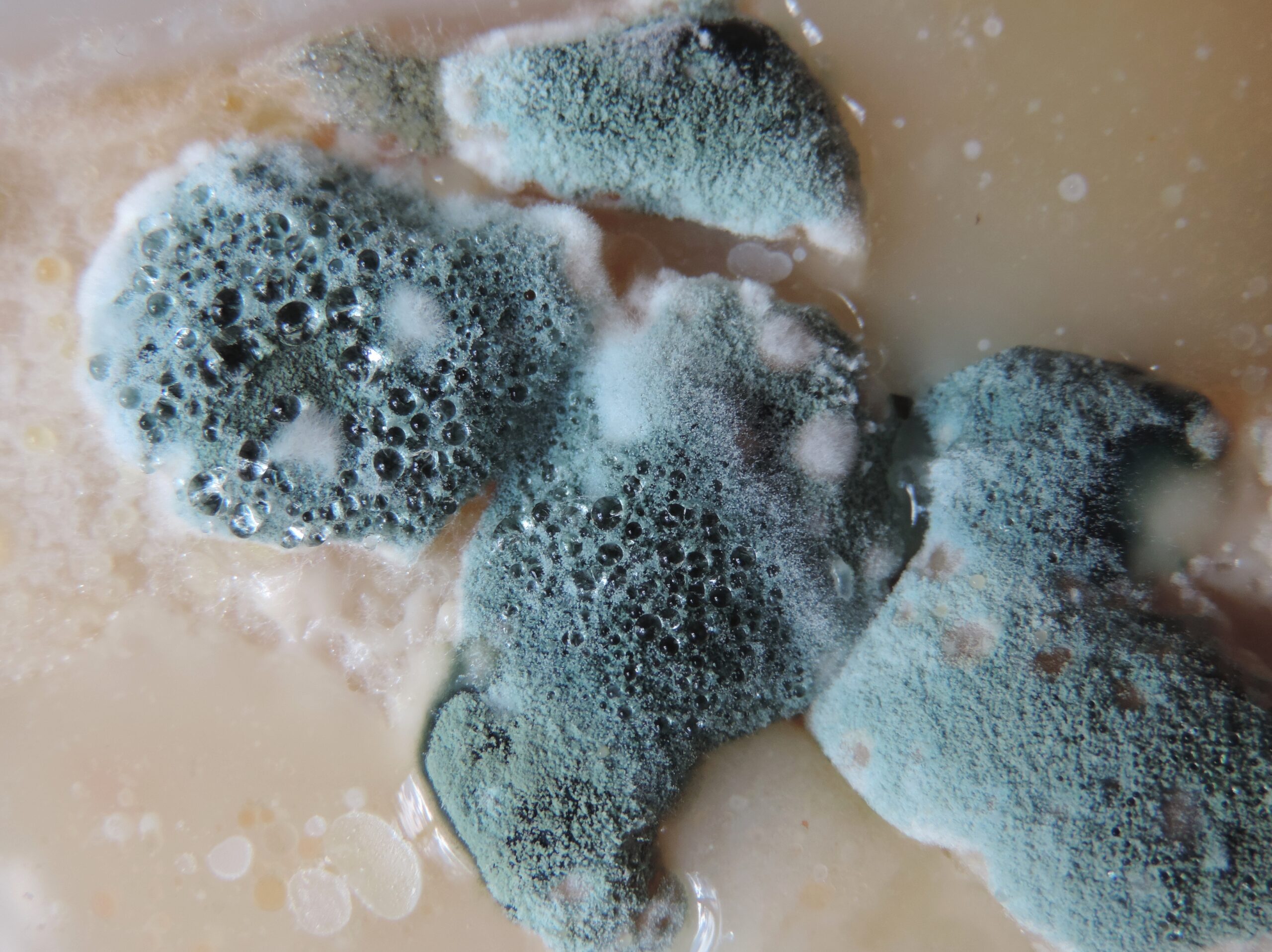 Unhealthy Nuisance Mold in Your Home Bio Recovery