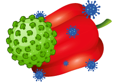 Do Enveloped Viruses Differ In Transmission?