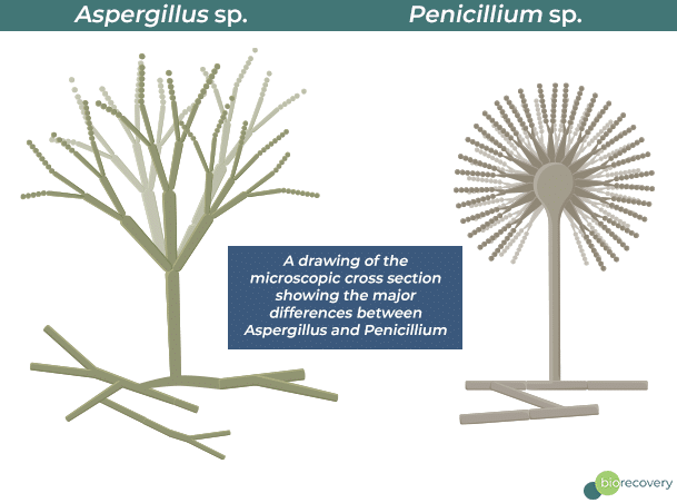 Aspergillus vs Penicillium