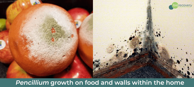 Pencillium growth on food and walls