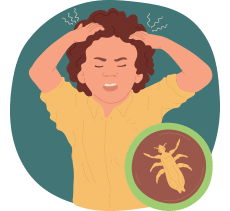 Bed Bugs, Head Lice, and Crabs