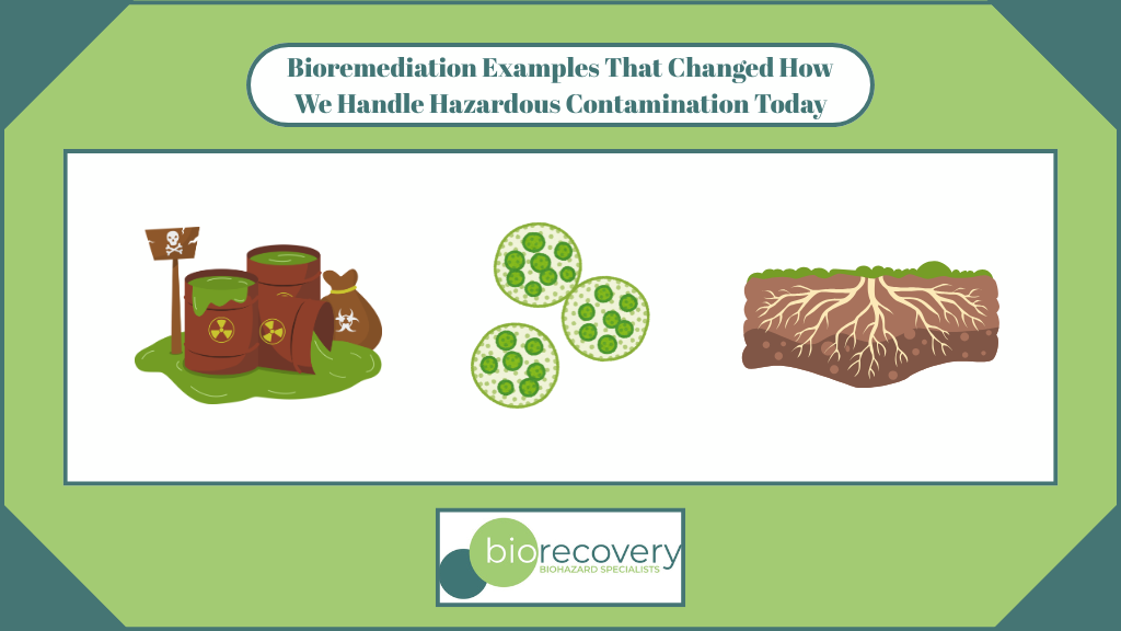 Featured image for “Bioremediation Examples That Changed How We Handle Hazardous Contamination Today”